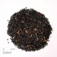 🌿 عرف الديك – Celosia argentea الاسم العلمي: Celosia argentea L. من أسمائها المتداولة: عرف الديك – السيلوزيا – سيلوزيا فضية – زهرة عرف الديك – Celosia – Cockscomb – Silver Cockscomb – Plumed Celosia – Celosia argentea