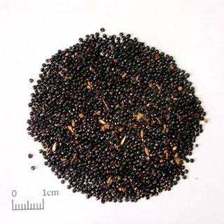 🌿 عرف الديك – Celosia argentea الاسم العلمي: Celosia argentea L. من أسمائها المتداولة: عرف الديك – السيلوزيا – سيلوزيا فضية – زهرة عرف الديك – Celosia – Cockscomb – Silver Cockscomb – Plumed Celosia – Celosia argentea