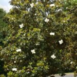 – Southern Magnolia – Bull Bay – Evergreen Magnolia – Magnolia grandifloraمن أسمائها المتداولة: ماغنوليا كبرى – الماغنوليا الجنوبية – ماغنوليا دائمة الخضرة – شجرة الماغنوليا