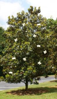 – Southern Magnolia – Bull Bay – Evergreen Magnolia – Magnolia grandifloraمن أسمائها المتداولة: ماغنوليا كبرى – الماغنوليا الجنوبية – ماغنوليا دائمة الخضرة – شجرة الماغنوليا