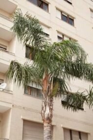 من أسمائها المتداولة: نخيل الكوكس، نخيل الملكة، نخيل الكوين، Queen Palm، Coconut Palm of the Andes، Queen Palm