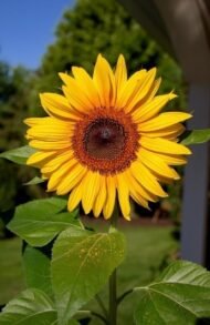 من أسمائها المتداولة: دوار الشمس – عباد الشمس – زهرة الشمس – الشمسية – Sunflower – Common Sunflower – Annual Sunflower