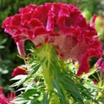 🌿 عرف الديك – Celosia argentea الاسم العلمي: Celosia argentea L. من أسمائها المتداولة: عرف الديك – السيلوزيا – سيلوزيا فضية – زهرة عرف الديك – Celosia – Cockscomb – Silver Cockscomb – Plumed Celosia – Celosia argentea