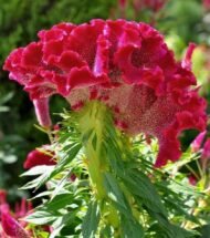 🌿 عرف الديك – Celosia argentea الاسم العلمي: Celosia argentea L. من أسمائها المتداولة: عرف الديك – السيلوزيا – سيلوزيا فضية – زهرة عرف الديك – Celosia – Cockscomb – Silver Cockscomb – Plumed Celosia – Celosia argentea
