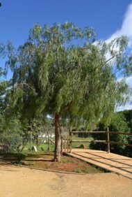 من أسمائها المتداولة: فلفل رفيع – شجرة الفلفل البيروفي – الفلفل البيروفي – فلفل كاليفورنيا – Pepper Tree – Peruvian Pepper Tree – California Pepper Tree – Peppercorn Tree – Molle