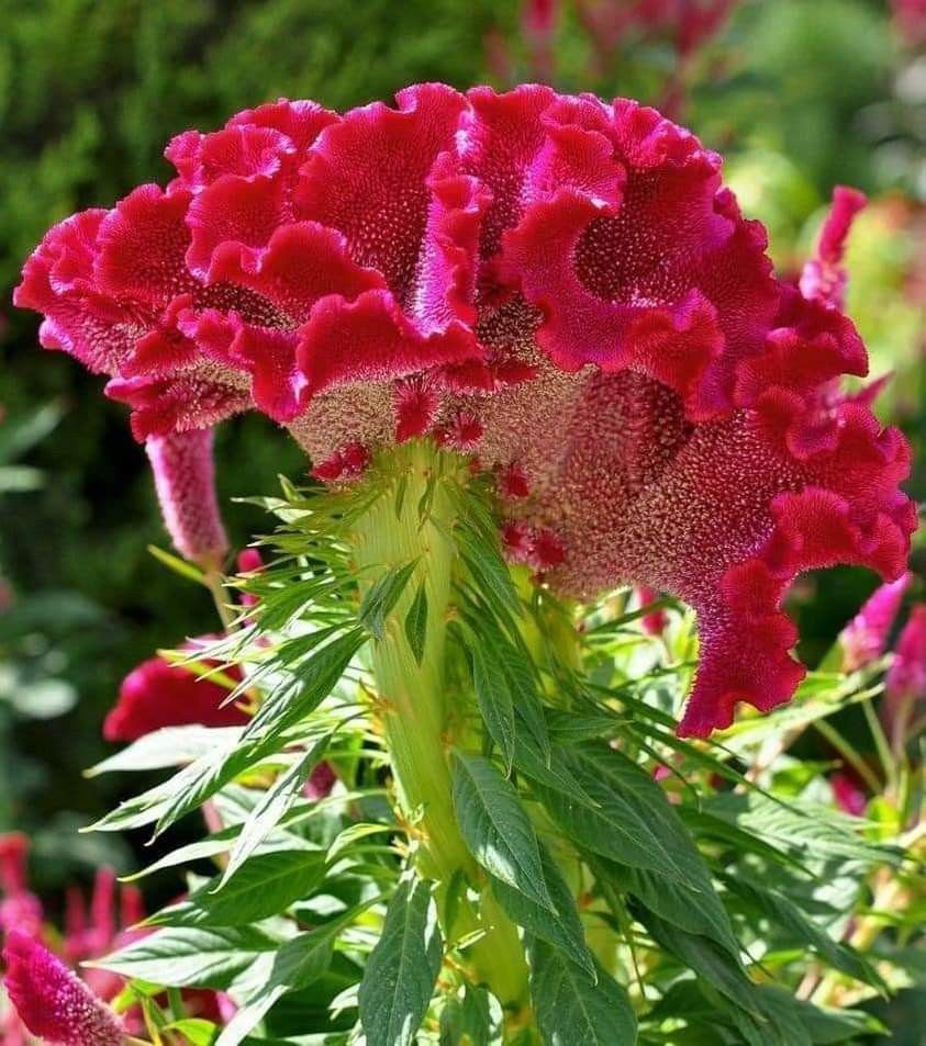 🌿 عرف الديك – Celosia argentea الاسم العلمي: Celosia argentea L. من أسمائها المتداولة: عرف الديك – السيلوزيا – سيلوزيا فضية – زهرة عرف الديك – Celosia – Cockscomb – Silver Cockscomb – Plumed Celosia – Celosia argentea