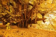 – Ginkgo – Ginkgo biloba – Maidenhair Tree – Ginkgo Treeمن أسمائها المتداولة: الجينكا – الجنكو – شجرة المعبد – شجرة كزبرة البئر