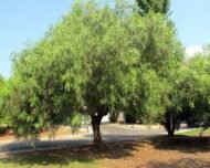 من أسمائها المتداولة: فلفل رفيع – شجرة الفلفل البيروفي – الفلفل البيروفي – فلفل كاليفورنيا – Pepper Tree – Peruvian Pepper Tree – California Pepper Tree – Peppercorn Tree – Molle
