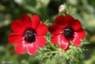 🌿 الأدونيس الأحمر – Adonis annua الاسم العلمي: Adonis annua L. من أسمائها المتداولة: الأدونيس الأحمر – أدونيس – شقائق أدونيس – زهرة الأدونيس – Red Adonis – Pheasant’s Eye – Adonis annua