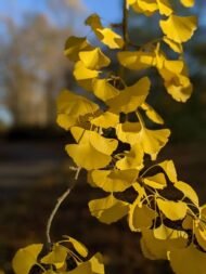 – Ginkgo – Ginkgo biloba – Maidenhair Tree – Ginkgo Treeمن أسمائها المتداولة: الجينكا – الجنكو – شجرة المعبد – شجرة كزبرة البئر