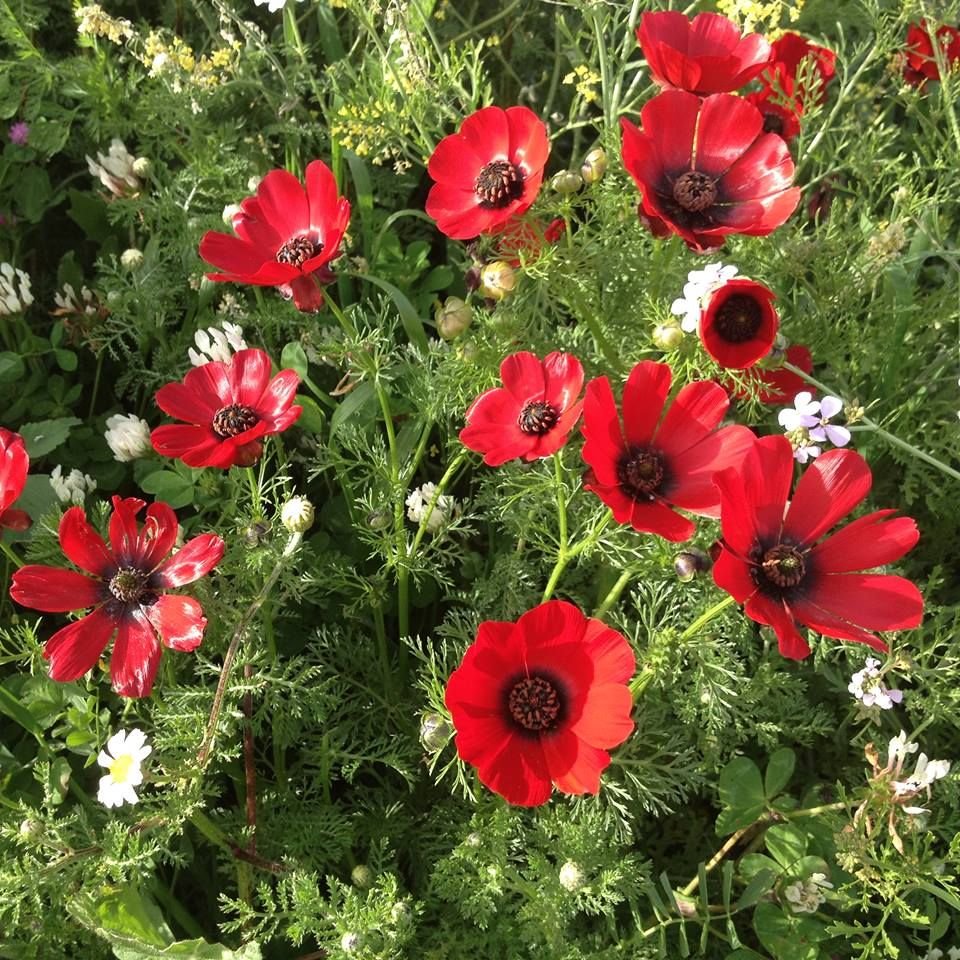 🌿 الأدونيس الأحمر – Adonis annua الاسم العلمي: Adonis annua L. من أسمائها المتداولة: الأدونيس الأحمر – أدونيس – شقائق أدونيس – زهرة الأدونيس – Red Adonis – Pheasant’s Eye – Adonis annua
