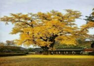 – Ginkgo – Ginkgo biloba – Maidenhair Tree – Ginkgo Treeمن أسمائها المتداولة: الجينكا – الجنكو – شجرة المعبد – شجرة كزبرة البئر