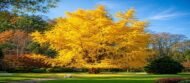 – Ginkgo – Ginkgo biloba – Maidenhair Tree – Ginkgo Treeمن أسمائها المتداولة: الجينكا – الجنكو – شجرة المعبد – شجرة كزبرة البئر