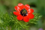 🌿 الأدونيس الأحمر – Adonis annua الاسم العلمي: Adonis annua L. من أسمائها المتداولة: الأدونيس الأحمر – أدونيس – شقائق أدونيس – زهرة الأدونيس – Red Adonis – Pheasant’s Eye – Adonis annua