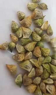 🌿 الأدونيس الأحمر – Adonis annua الاسم العلمي: Adonis annua L. من أسمائها المتداولة: الأدونيس الأحمر – أدونيس – شقائق أدونيس – زهرة الأدونيس – Red Adonis – Pheasant’s Eye – Adonis annua