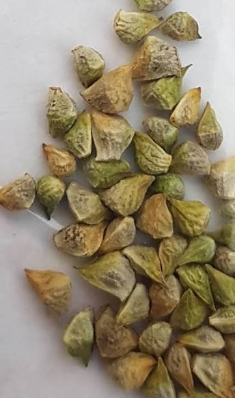 🌿 الأدونيس الأحمر – Adonis annua الاسم العلمي: Adonis annua L. من أسمائها المتداولة: الأدونيس الأحمر – أدونيس – شقائق أدونيس – زهرة الأدونيس – Red Adonis – Pheasant’s Eye – Adonis annua