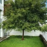 – Brazilian Pepper Tree – Brazilian Pepper – Christmas Berry – Aroeiraمن أسمائها المتداولة : فلفل عريض الأوراق – الفلفل البرازيلي – شجرة الفلفل البرازيلي – الفلفل الوردي البرازيلي