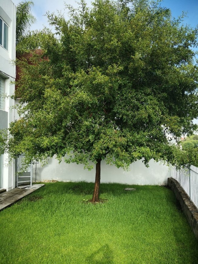 – Brazilian Pepper Tree – Brazilian Pepper – Christmas Berry – Aroeiraمن أسمائها المتداولة : فلفل عريض الأوراق – الفلفل البرازيلي – شجرة الفلفل البرازيلي – الفلفل الوردي البرازيلي