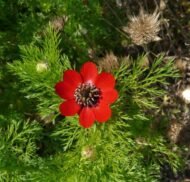 🌿 الأدونيس الأحمر – Adonis annua الاسم العلمي: Adonis annua L. من أسمائها المتداولة: الأدونيس الأحمر – أدونيس – شقائق أدونيس – زهرة الأدونيس – Red Adonis – Pheasant’s Eye – Adonis annua