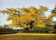 – Ginkgo – Ginkgo biloba – Maidenhair Tree – Ginkgo Treeمن أسمائها المتداولة: الجينكا – الجنكو – شجرة المعبد – شجرة كزبرة البئر