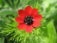 🌿 الأدونيس الأحمر – Adonis annua الاسم العلمي: Adonis annua L. من أسمائها المتداولة: الأدونيس الأحمر – أدونيس – شقائق أدونيس – زهرة الأدونيس – Red Adonis – Pheasant’s Eye – Adonis annua