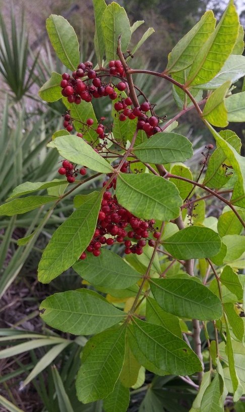 – Brazilian Pepper Tree – Brazilian Pepper – Christmas Berry – Aroeiraمن أسمائها المتداولة : فلفل عريض الأوراق – الفلفل البرازيلي – شجرة الفلفل البرازيلي – الفلفل الوردي البرازيلي
