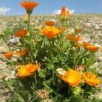🌿 أقحوان الكالنديولا – Calendula officinalis الاسم العلمي: Calendula officinalis L. من أسمائها المتداولة: أقحوان الكالنديولا – كالنديولا – آذريون – الآذريون الطبي – زهرة الآذريون – Calendula – Pot Marigold – Common Marigold – English Marigold – Calendula officinalis