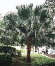 من أسمائها المتداولة: نخيل لافيستونيا، نخيل المروحة الصيني، النخيل الصيني، Chinese Fan Palm، Fountain Palm