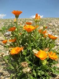 🌿 أقحوان الكالنديولا – Calendula officinalis الاسم العلمي: Calendula officinalis L. من أسمائها المتداولة: أقحوان الكالنديولا – كالنديولا – آذريون – الآذريون الطبي – زهرة الآذريون – Calendula – Pot Marigold – Common Marigold – English Marigold – Calendula officinalis