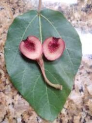 – Sycamore Fig – Sycomore – Fig-mulberry – Ficus sycomorusمن أسمائها المتداولة: الجميز – شجرة الجميز – التين الجميز