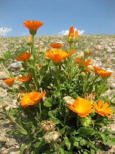 🌿 أقحوان الكالنديولا – Calendula officinalis الاسم العلمي: Calendula officinalis L. من أسمائها المتداولة: أقحوان الكالنديولا – كالنديولا – آذريون – الآذريون الطبي – زهرة الآذريون – Calendula – Pot Marigold – Common Marigold – English Marigold – Calendula officinalis