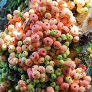 – Sycamore Fig – Sycomore – Fig-mulberry – Ficus sycomorusمن أسمائها المتداولة: الجميز – شجرة الجميز – التين الجميز