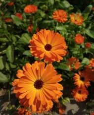 🌿 أقحوان الكالنديولا – Calendula officinalis الاسم العلمي: Calendula officinalis L. من أسمائها المتداولة: أقحوان الكالنديولا – كالنديولا – آذريون – الآذريون الطبي – زهرة الآذريون – Calendula – Pot Marigold – Common Marigold – English Marigold – Calendula officinalis