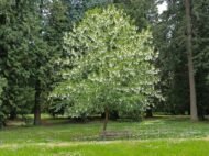 – Dove Tree – Handkerchief Tree – Pocket-handkerchief Tree – Ghost Treeمن أسمائها المتداولة: شجرة الحمام – شجرة المناديل – شجرة المنديل – شجرة الأشباح