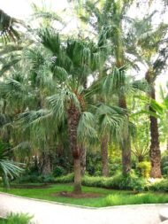 من أسمائها المتداولة: نخيل لافيستونيا، نخيل المروحة الصيني، النخيل الصيني، Chinese Fan Palm، Fountain Palm