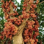 – Sycamore Fig – Sycomore – Fig-mulberry – Ficus sycomorusمن أسمائها المتداولة: الجميز – شجرة الجميز – التين الجميز