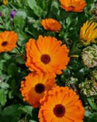 🌿 أقحوان الكالنديولا – Calendula officinalis الاسم العلمي: Calendula officinalis L. من أسمائها المتداولة: أقحوان الكالنديولا – كالنديولا – آذريون – الآذريون الطبي – زهرة الآذريون – Calendula – Pot Marigold – Common Marigold – English Marigold – Calendula officinalis