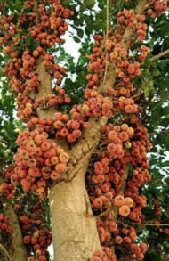 – Sycamore Fig – Sycomore – Fig-mulberry – Ficus sycomorusمن أسمائها المتداولة: الجميز – شجرة الجميز – التين الجميز