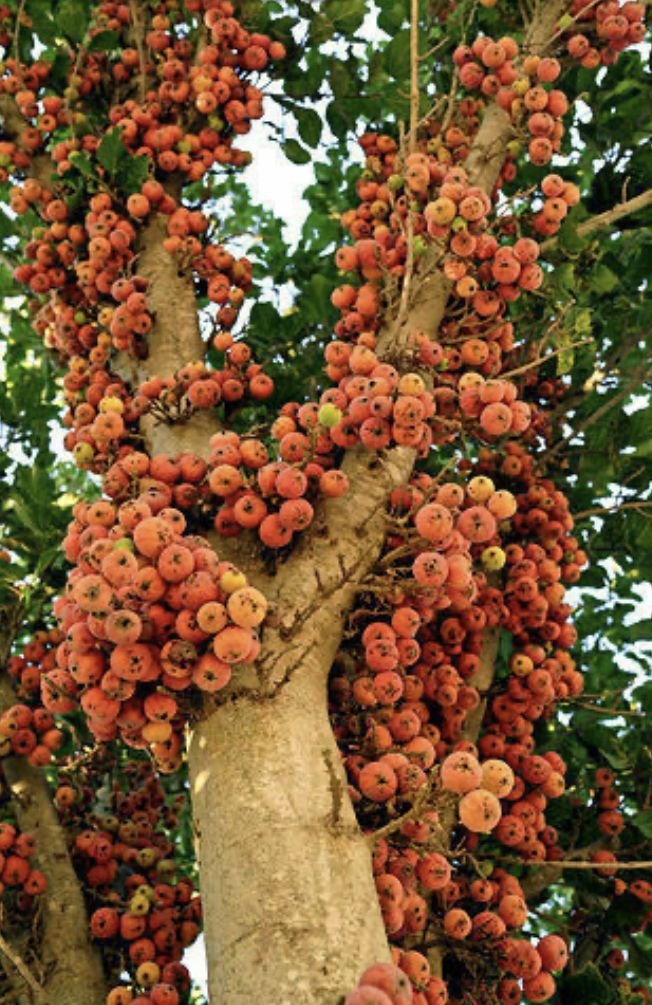 – Sycamore Fig – Sycomore – Fig-mulberry – Ficus sycomorusمن أسمائها المتداولة: الجميز – شجرة الجميز – التين الجميز