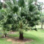 من أسمائها المتداولة: نخيل لافيستونيا، نخيل المروحة الصيني، النخيل الصيني، Chinese Fan Palm، Fountain Palm