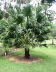 من أسمائها المتداولة: نخيل لافيستونيا، نخيل المروحة الصيني، النخيل الصيني، Chinese Fan Palm، Fountain Palm