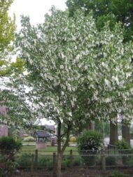 – Dove Tree – Handkerchief Tree – Pocket-handkerchief Tree – Ghost Treeمن أسمائها المتداولة: شجرة الحمام – شجرة المناديل – شجرة المنديل – شجرة الأشباح