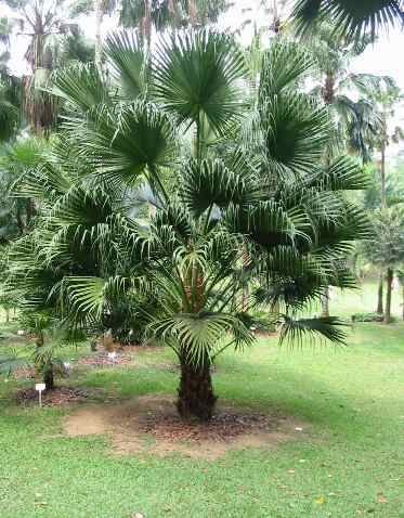 من أسمائها المتداولة: نخيل لافيستونيا، نخيل المروحة الصيني، النخيل الصيني، Chinese Fan Palm، Fountain Palm