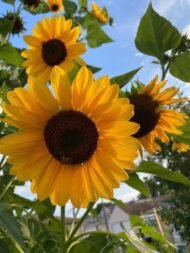 من أسمائها المتداولة: دوار الشمس – عباد الشمس – زهرة الشمس – الشمسية – Sunflower – Common Sunflower – Annual Sunflower
