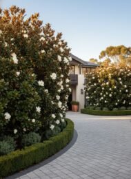 – Southern Magnolia – Bull Bay – Evergreen Magnolia – Magnolia grandifloraمن أسمائها المتداولة: ماغنوليا كبرى – الماغنوليا الجنوبية – ماغنوليا دائمة الخضرة – شجرة الماغنوليا
