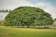 من أسمائها المتداولة: لبخ السامان – السامان – شجرة المطر – شجرة الظل – Rain Tree – Saman Tree – Monkeypod – Saman – Cow Tamarindالاسم المتداول سابقًا: Albizia saman (Jacq.) F.Muell.