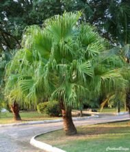 من أسمائها المتداولة: نخيل لافيستونيا، نخيل المروحة الصيني، النخيل الصيني، Chinese Fan Palm، Fountain Palm