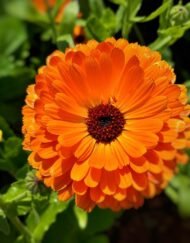 🌿 أقحوان الكالنديولا – Calendula officinalis الاسم العلمي: Calendula officinalis L. من أسمائها المتداولة: أقحوان الكالنديولا – كالنديولا – آذريون – الآذريون الطبي – زهرة الآذريون – Calendula – Pot Marigold – Common Marigold – English Marigold – Calendula officinalis