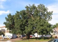 – Sycamore Fig – Sycomore – Fig-mulberry – Ficus sycomorusمن أسمائها المتداولة: الجميز – شجرة الجميز – التين الجميز