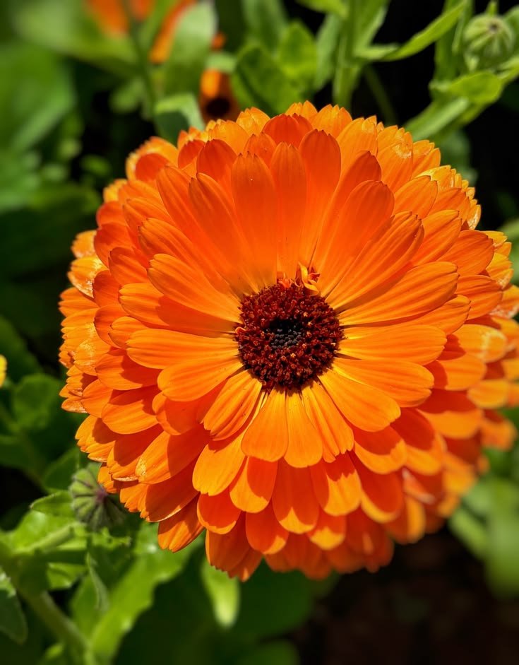 🌿 أقحوان الكالنديولا – Calendula officinalis الاسم العلمي: Calendula officinalis L. من أسمائها المتداولة: أقحوان الكالنديولا – كالنديولا – آذريون – الآذريون الطبي – زهرة الآذريون – Calendula – Pot Marigold – Common Marigold – English Marigold – Calendula officinalis